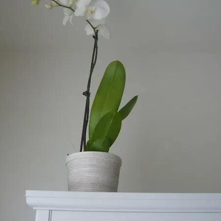 Bilocale In Via Del Conventuccio