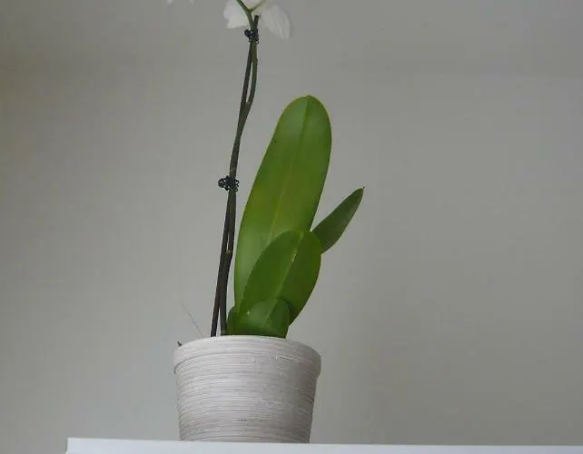 Bilocale In Via Del Conventuccio